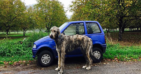 13 Hilarious And Crazy Photos Of Irish Wolfhounds That Show You How Large They Are