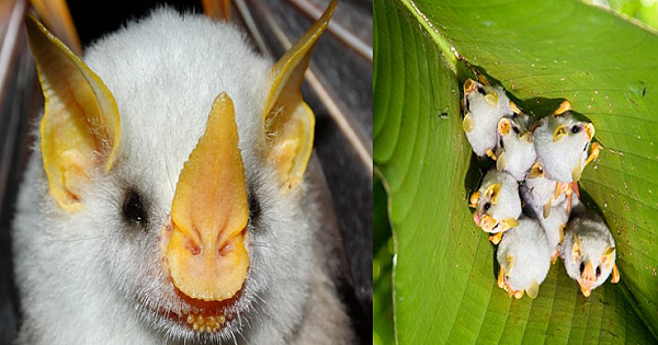 15 Super Cute Honduran White Bat Facts