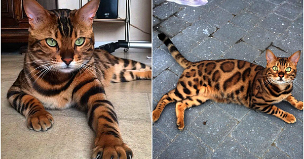 15 Things you didn&#039;t know about the Bengal cat