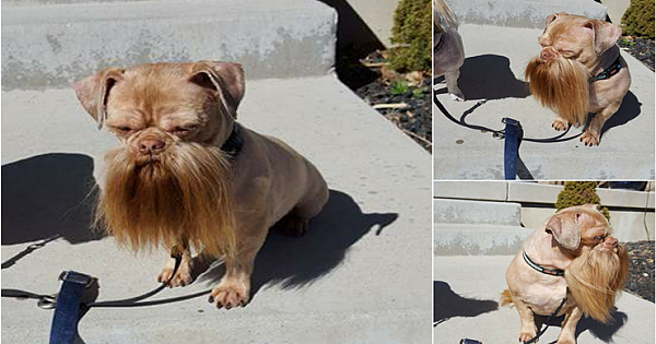 15 Times Nature Gave a Personal Touch to Our Pets' Looks, and It's Pure Magic