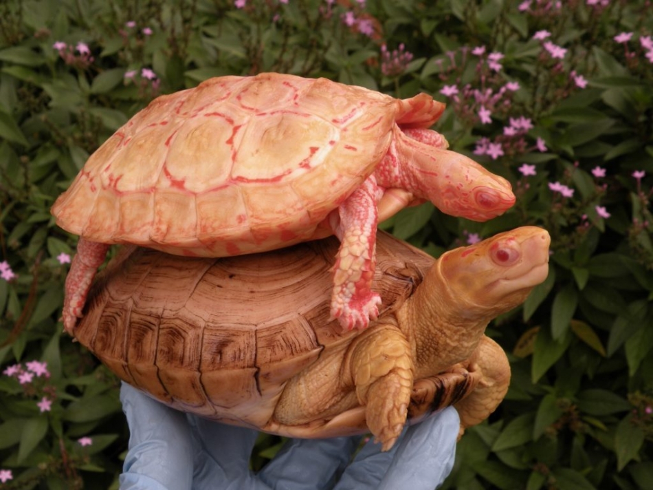 This Albino Turtle is absolutely stunning