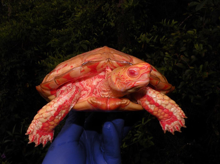 This Albino Turtle is absolutely stunning