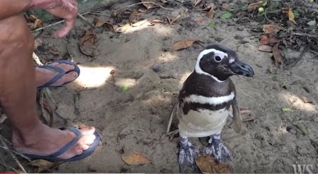 Every Year, This Penguin Swims 5,000 Miles to Visit The Man Who saved His Life