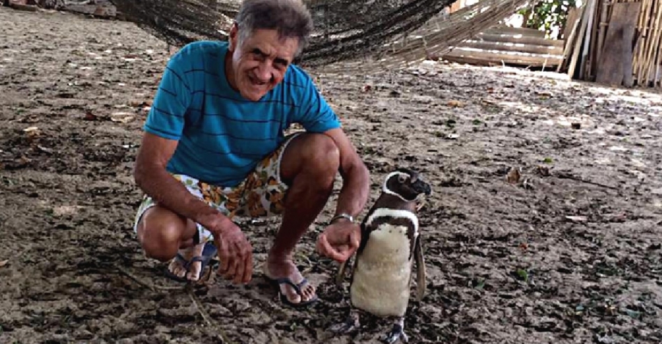 Every Year, This Penguin Swims 5,000 Miles to Visit The Man Who saved His Life