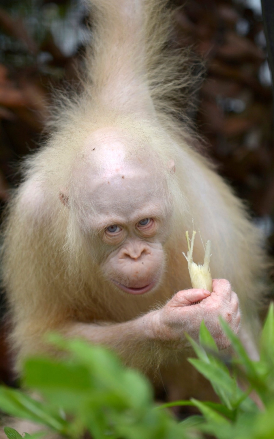 Meet ''Alba'' World's only albino orangutan