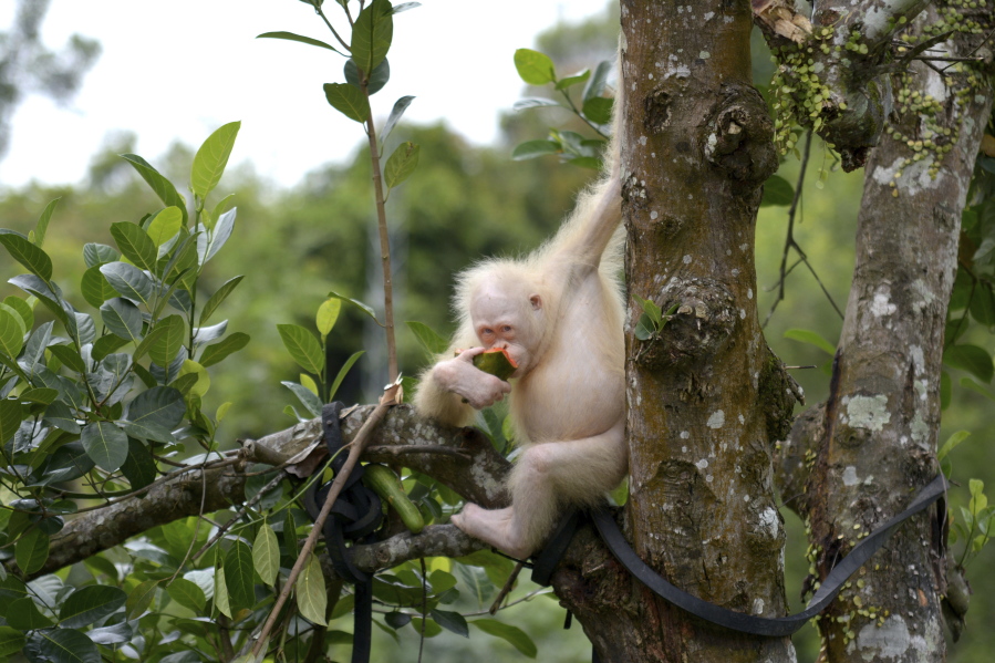 Meet ''Alba'' World's only albino orangutan