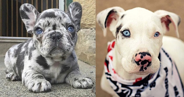 20 Astonishing Dogs That Seem to Have Come From Another Planet