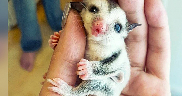 20 Real Creatures That Won the Genetic Lottery