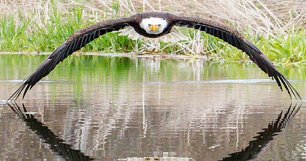 Amateur Photographer Captures Amazing Photo Of Bald Eagle
