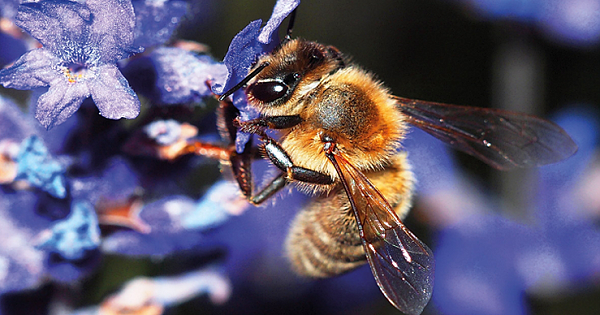 Bees Declared To Be The Most Important Living Being On Earth