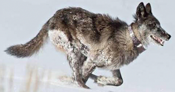 Beloved Yellowstone Wolf Killed By Trophy Hunter