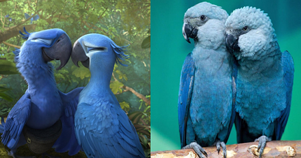 Blue Macaw parrot from the movie 'Rio' is now officially extinct