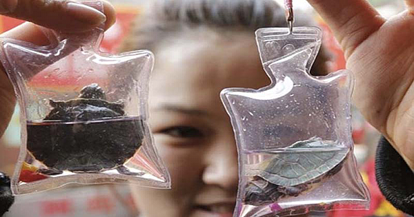 CRUELTY: Animals Trapped Alive in Keychains Sold for $1.50 in China