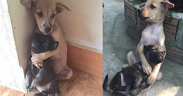 Even After Being Rescued, Two Abandoned Puppies Won&#039;t Stop Hugging Each Other