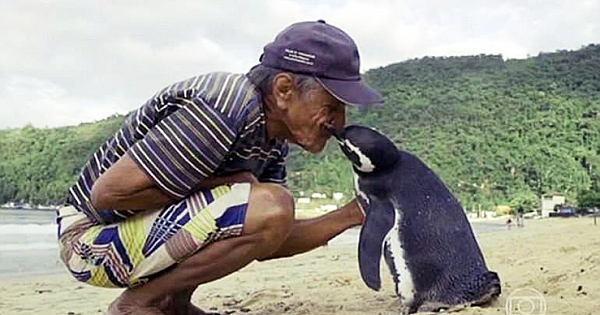 Every Year, This Penguin Swims 5,000 Miles to Visit The Man Who saved His Life