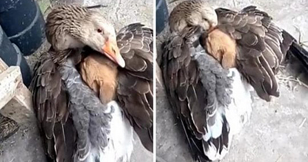 Heartwarming scene of a duck keeping a puppy warm with its wings after it is abandoned on the street
