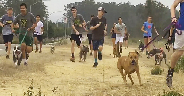 High School Cross-Country Team Takes Lonely Shelter Dogs On Their Morning Run