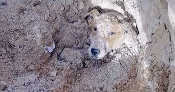 Janitors Bury Dog Alive After School Principal Tells Them To "Get Rid" Of Her