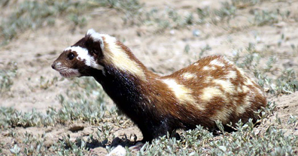 Marbled polecat are almost extinct.But 3 of them were viewed.See where they live