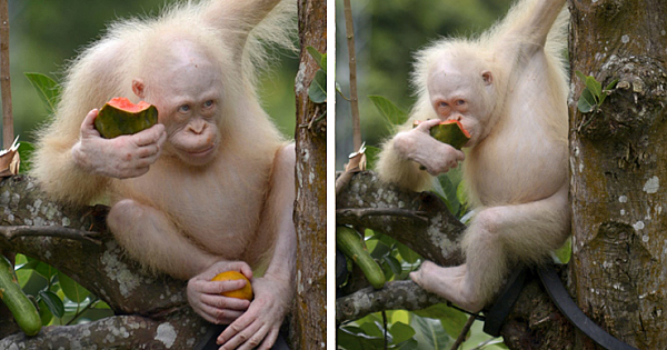 Meet &#039;&#039;Alba&#039;&#039; World&#039;s only albino orangutan