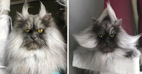 Meet Juno, A Cat Who Is Not Impressed With You
