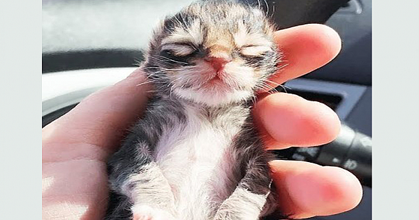 Newborn Kitten Has Been Revived After Being Frozen And Grows Up To Be Strong And Feisty