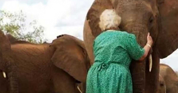 Orphaned Elephants Always Line Up To Hug Woman Who Saved Their Lives