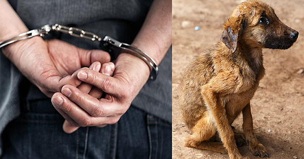 Prison Sentences For Animal Cruelty May Rise From 6 Months To Years In the UK