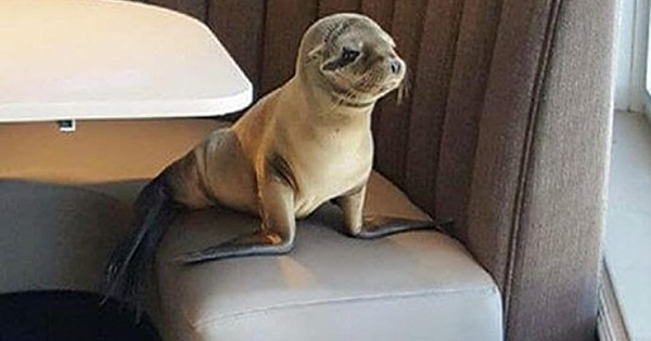 Starving Baby Sea Lion Pup Sneaks Into Upscale Seafood Restaurant