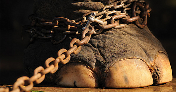 The Netherlands Has Officially Banned The Use Of Wild Animals In Circuses