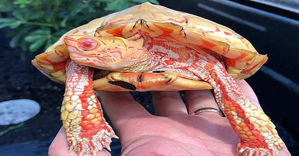 This Albino Turtle is absolutely stunning