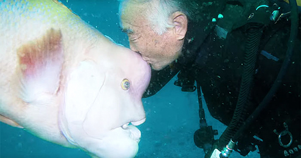 This Japanese Diver Has Been Visiting His Best Friend Fish For 25 Years Now