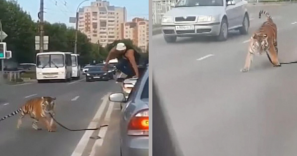 Tiger on a lead jumps out of a car in a Russian city and starts wondering the streets