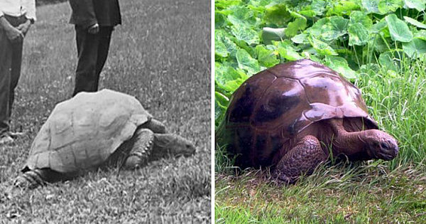 Tortoise Celebrates 187th Birthday As Oldest Living Animal On The Planet