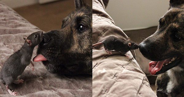 Who says the dog and the rat can&#039;t be friends?