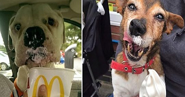 Woman Creates Dog Hospice To Give Dying Dogs The Ending They Deserve