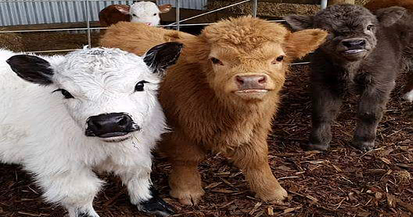 Yes, You Can Own A Fluffy Mini Cow. And They Make Great Pets!