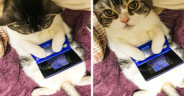 10+ Photos That Show Cats Are Even Smarter Than We Think