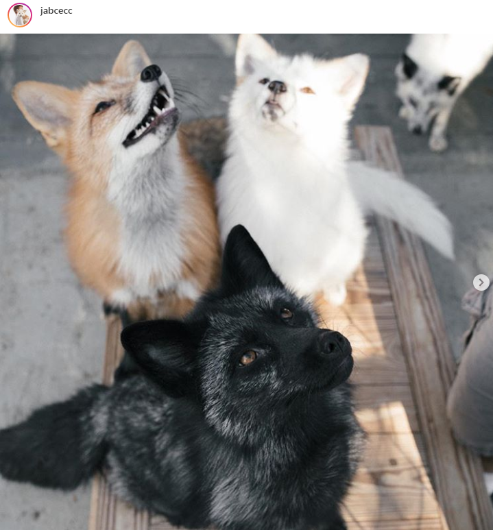 20 Animals Who Hit the Genetics Jackpot