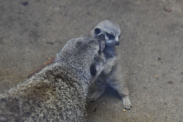 Photographer Snapped Some Pictures Of A Shy-At-First Baby Meerkat And They Quickly Went Viral Online