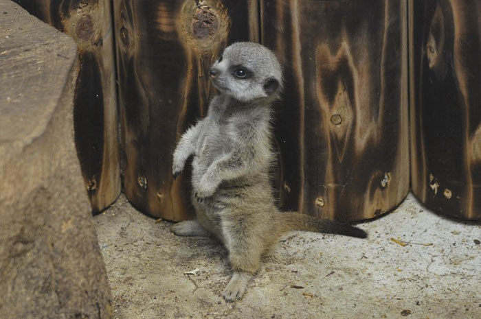 Photographer Snapped Some Pictures Of A Shy-At-First Baby Meerkat And They Quickly Went Viral Online