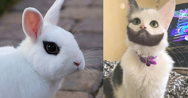 20 Animals Who Hit the Genetics Jackpot