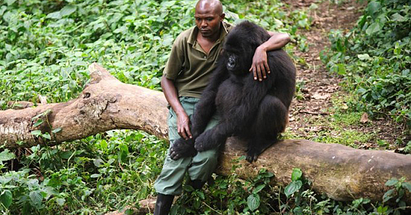 A Park Ranger Comforts A Sad Gorilla That Had Just Lost its Mother