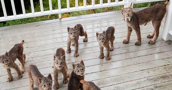 Alaskan Man Wakes Up To Find Lynx Family Playing On His Porch