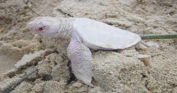 Alby The Baby Albino Sea Turtle Is The Rarest Animal You Will Ever See