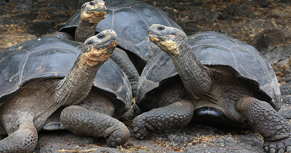 Baby Tortoises Show Up In The Galapagos Islands For The First Time In 100 Years!