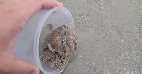 Beached Octopus Thanks Rescuer Before Heading Out To Sea
