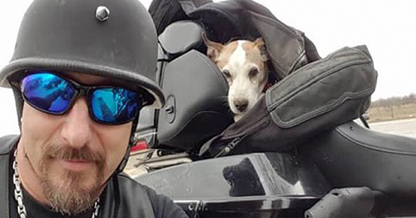 Biker Picks Up Abused Dog On The Highway, Makes Him His "Co-Pilot" !!!