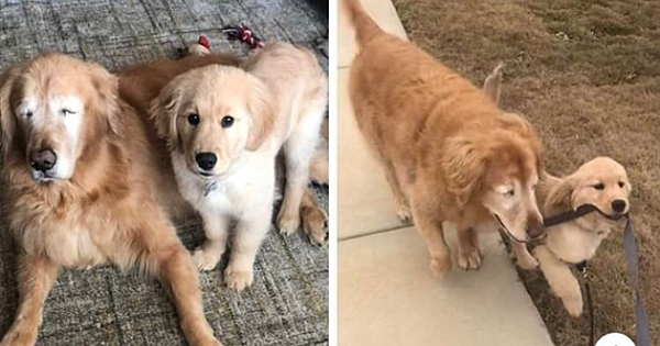 Blind Senior Dog Finds A Puppy Friend To Show Him The Way