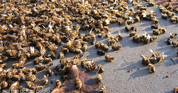 Brazil Has Lost 500 Million Bees Within 3 Months And The Future Of The Earth And Earthlings Are In Question